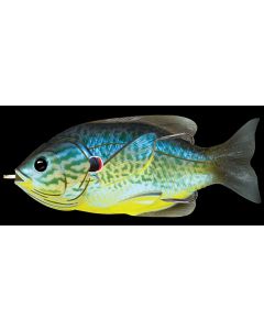 Blue/Yellow Pumpkinseed